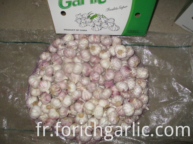 Fresh New 2019 Normal Garlic